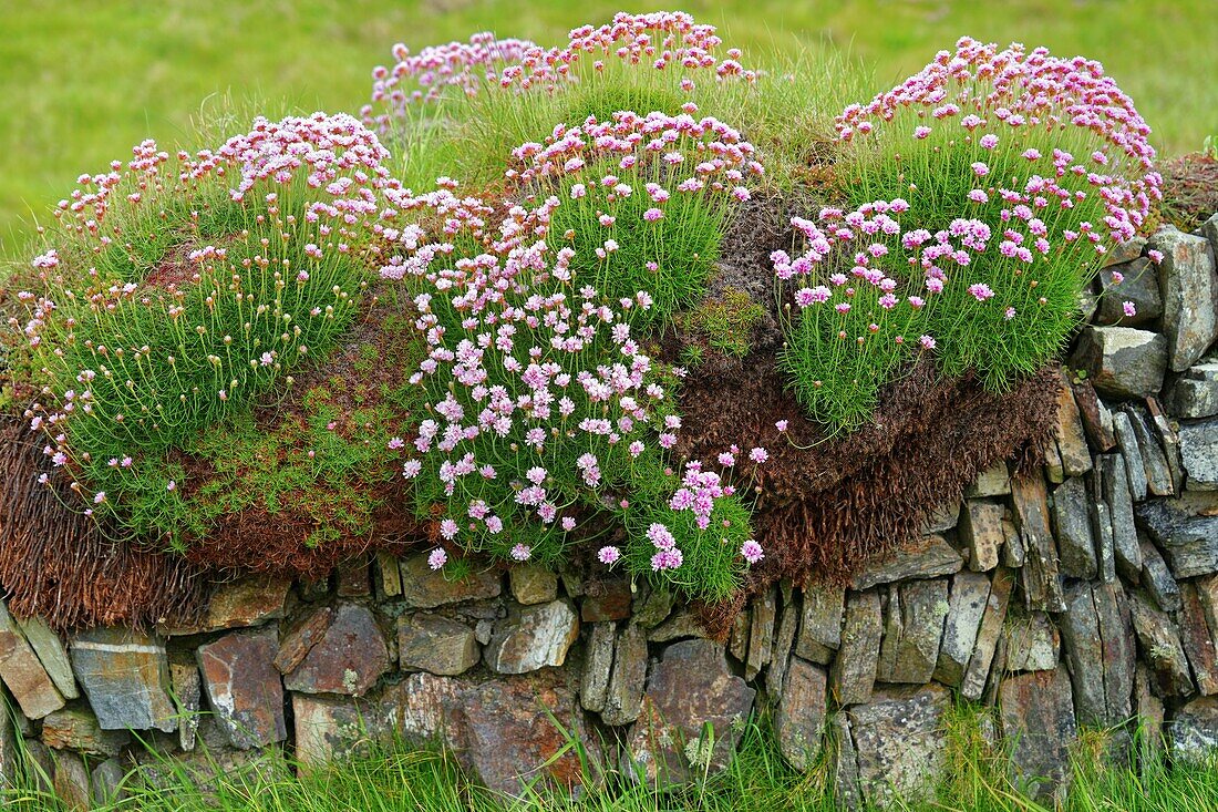 Ireland, County Cork, Dundeady Island, stone walls