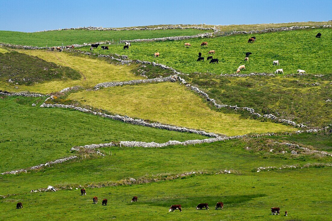 Irland, County Cork, Mizen Halbinsel, Feldflur mit Steinmauern