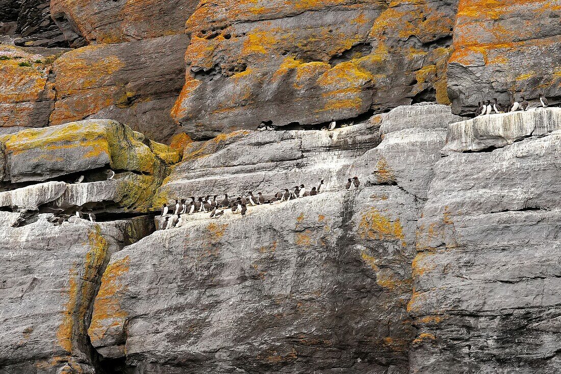 Irland, County Kerry, Insel Skellig Michael, Trottellummen, Vogelkolonie an den Felsen