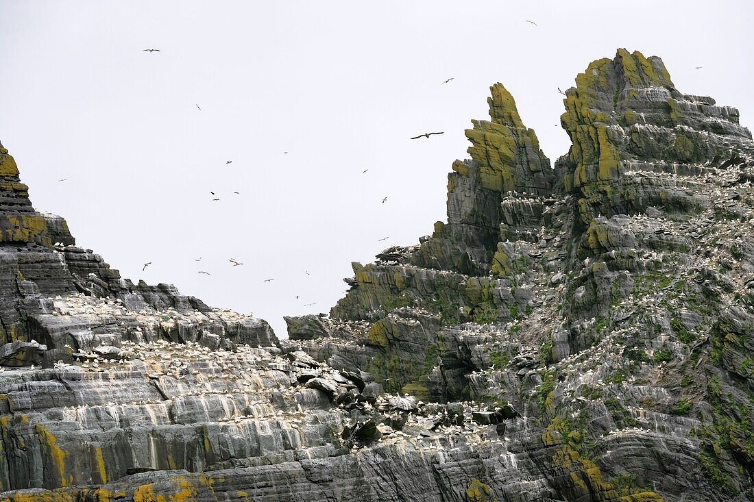 Irland, County Kerry, Insel Little Skellig, Basstölpel, Vogelkolonie