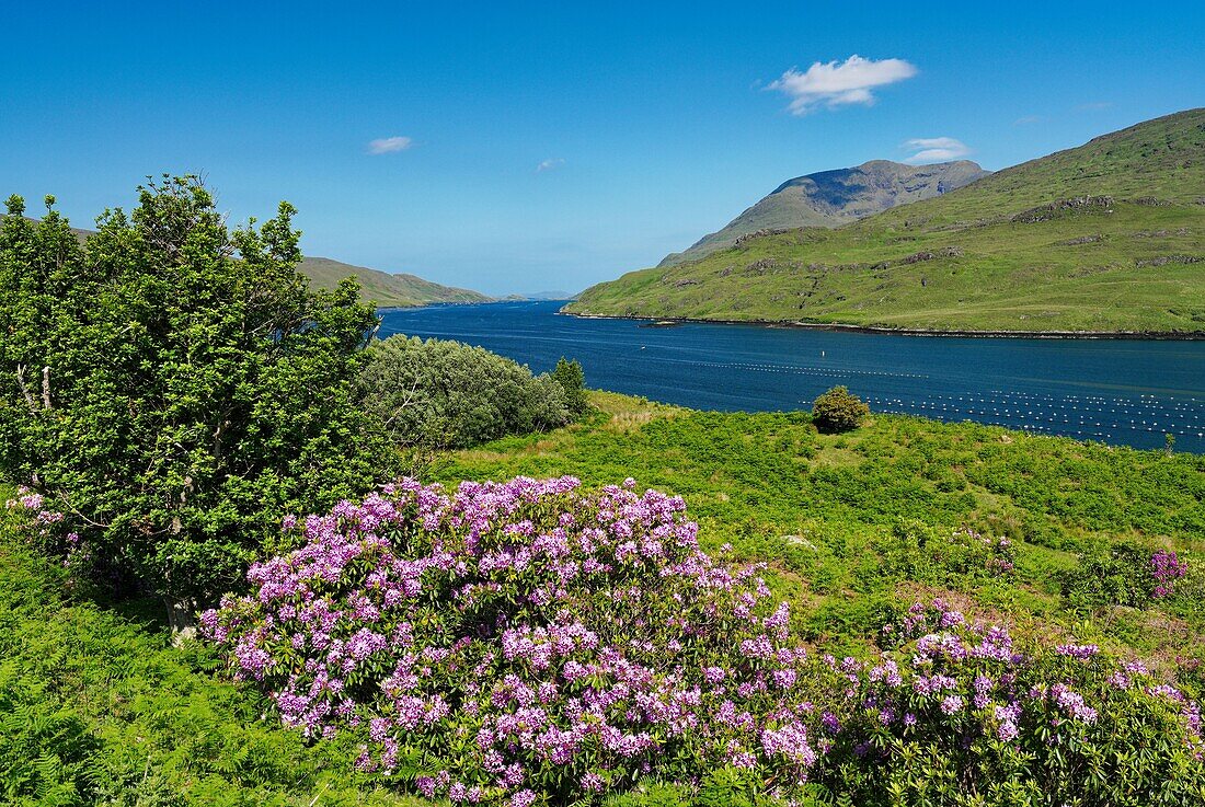 Irland, County Galway, Connemara West, Killary Fjord