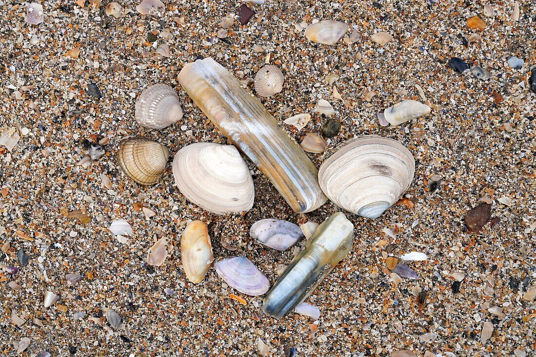 Ireland, County Kerry, Dingle Peninsula, Inch Beach, shells on the beach
