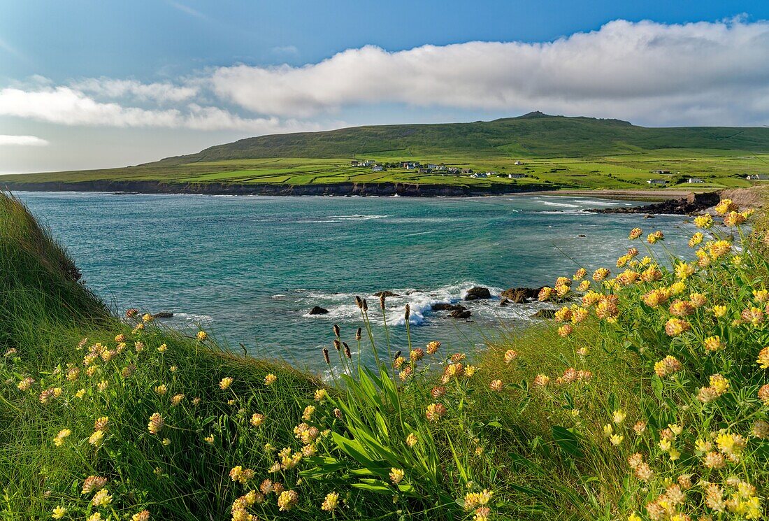 Irland, County Clare, Burren, Bucht mit Blumen
