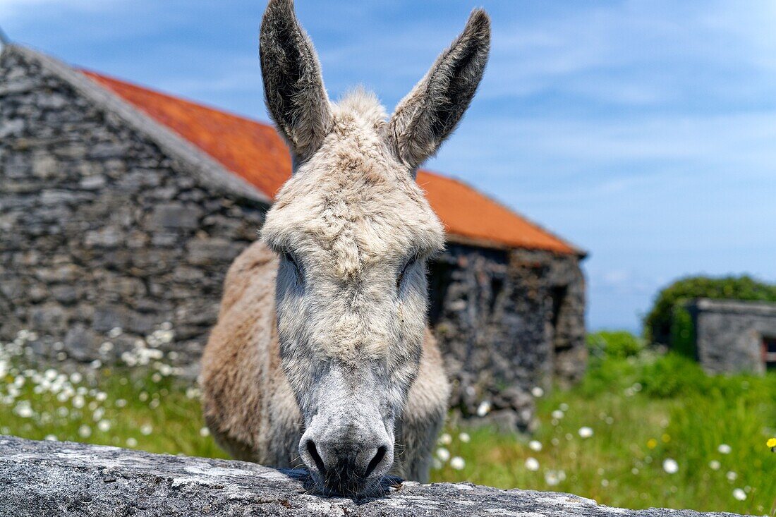Ireland, County Galway, Aran Islands, Inishmaan Island, donkeys