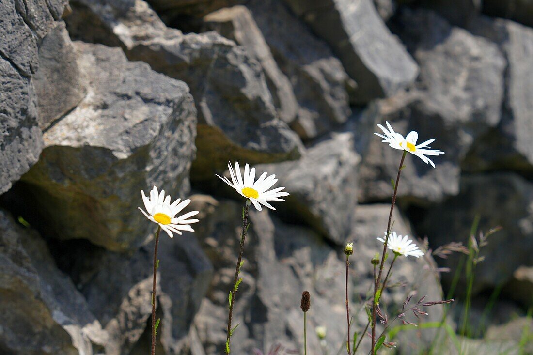 Ireland, County Galway, Aran Islands, Inishmaan Island, stone walls with daisies