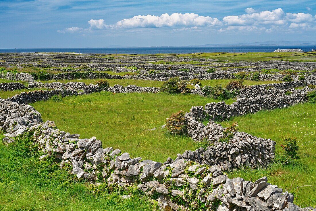 Ireland, County Galway, Aran Islands, Inishmaan Island, stone walls