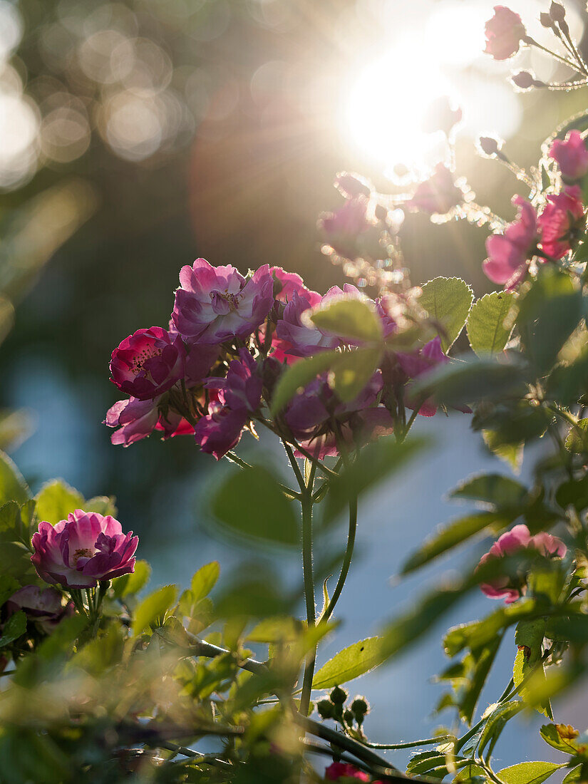 Rose petals in the morning light