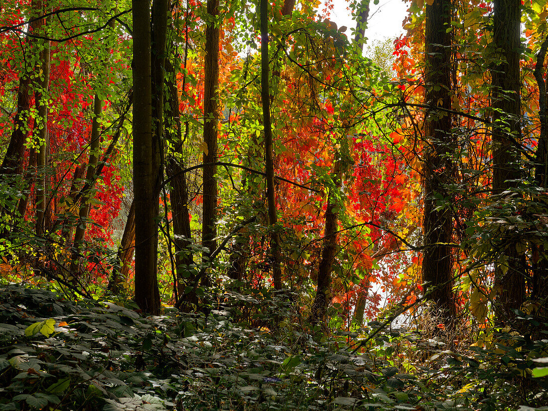 Autumn forest and Tännigsee in Tännig, a forest area between Grafenrheinfeld and Schwebheim, Schweinfurt district, Lower Franconia, Franconia, Bavaria, Germany