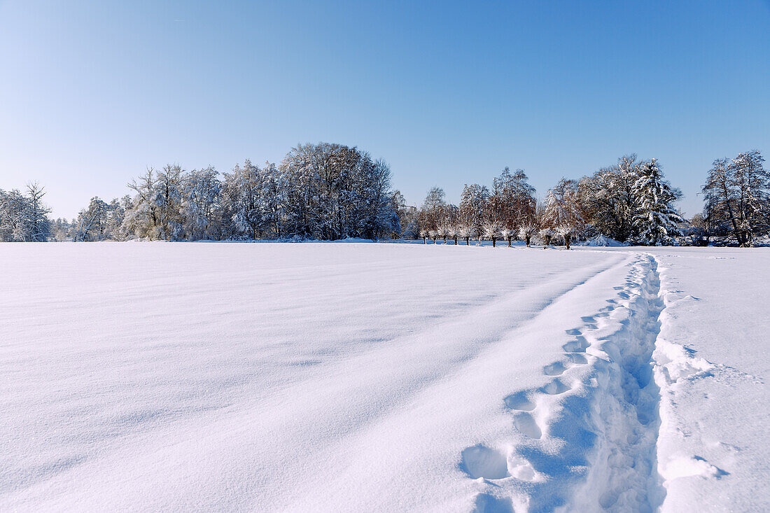 Schneelandschaft mit Trampelpfad und tief verschneiten Bäumen und Ästen im Sempttal im Erdinger Land in Oberbayern in Deutschland