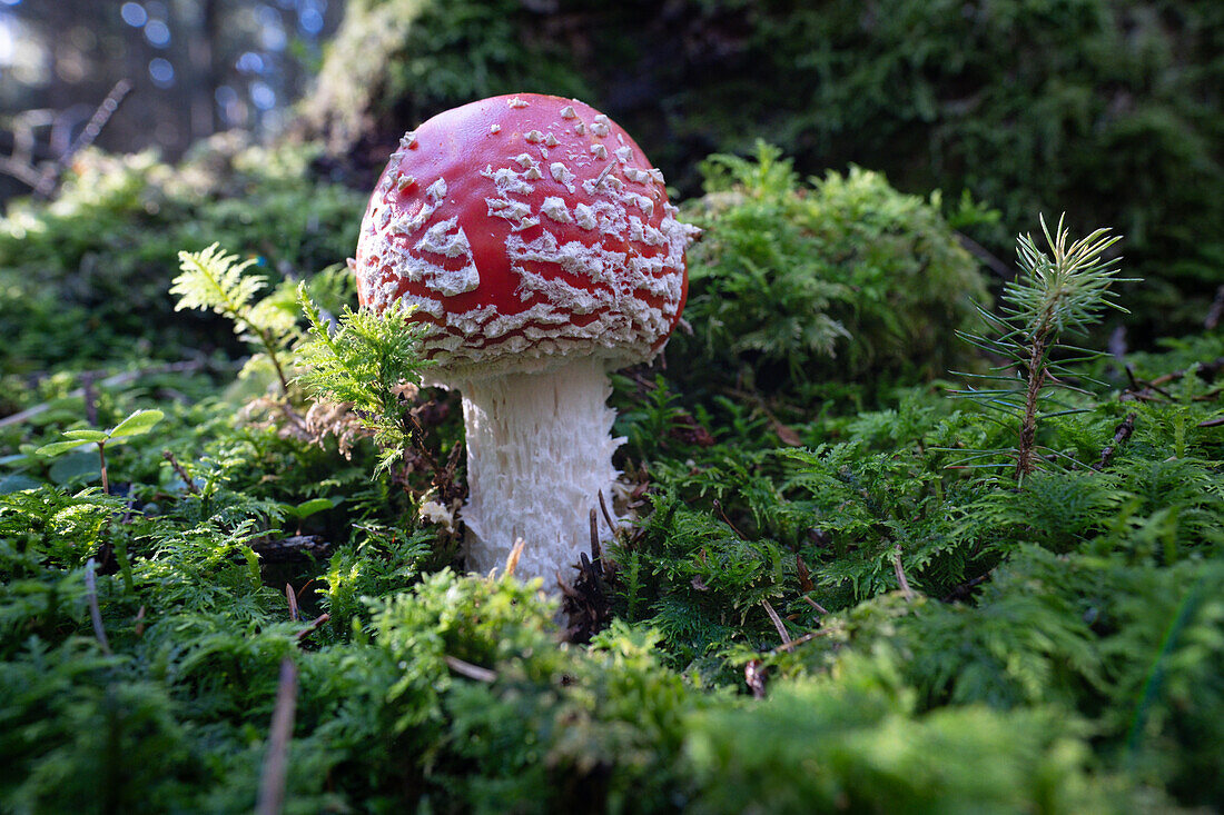 Fliegenpilz im Wald, Amanita muscaria, Hintergrund unscharf, Bayern, Deutschland, Europa