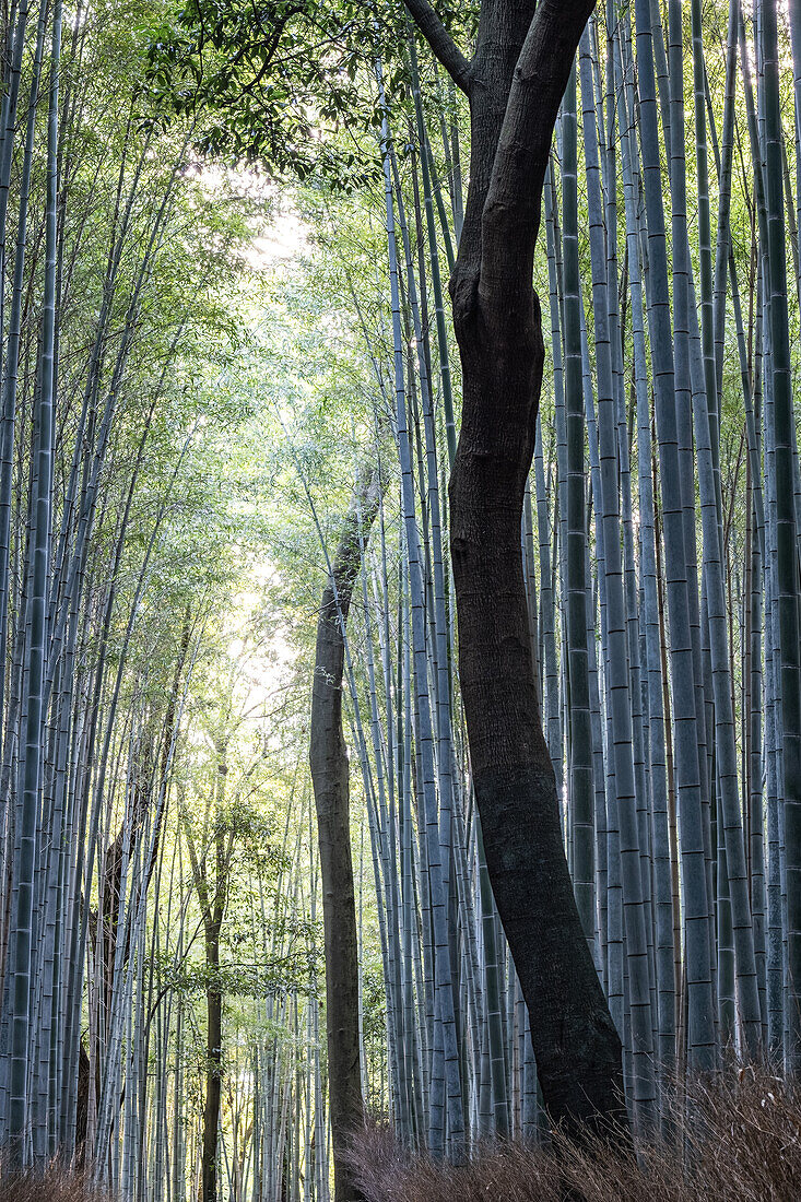 Baumstämme im Bambuswald, Arashiyama Bambushain, Kyoto, Japan, Asien