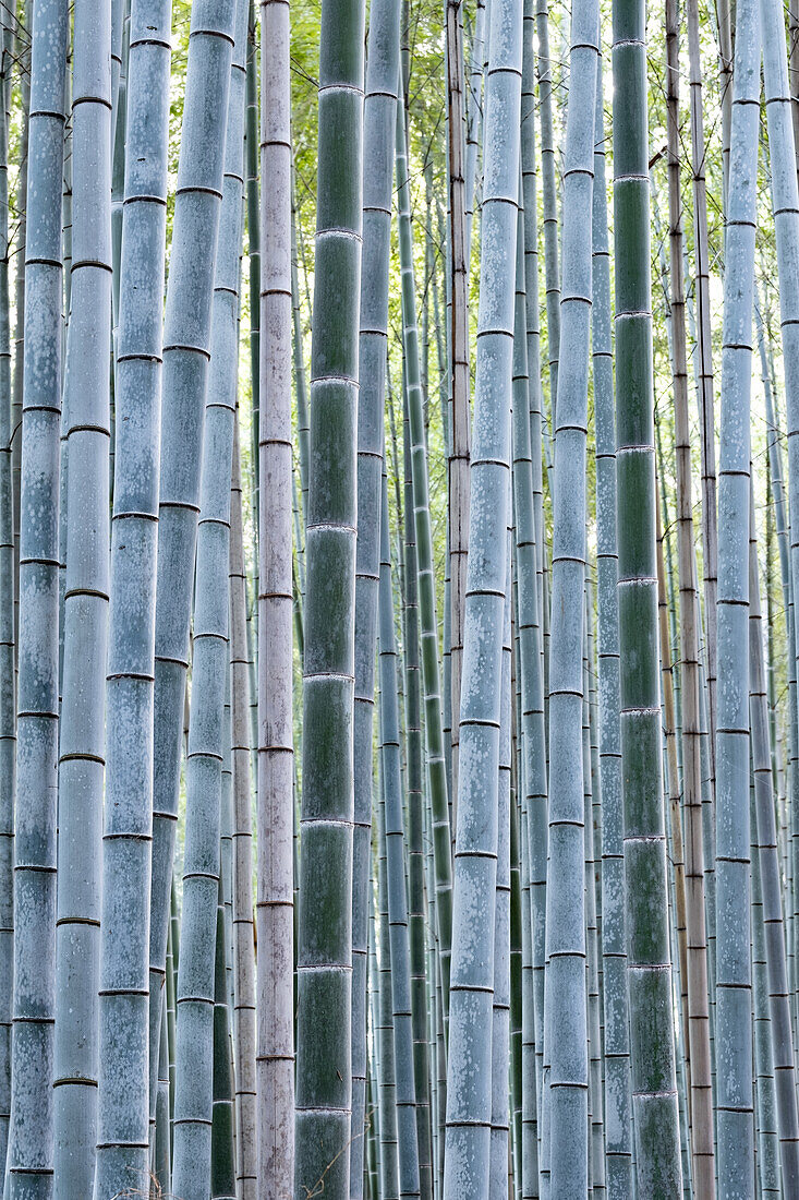 Close-up of bamboo, Arashiyama Bamboo Grove, Kyoto, Japan, Asia