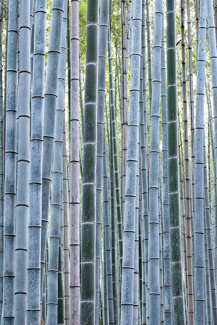 Nahaufnahme von Bambus, Arashiyama Bambushain, Kyoto, Japan, Asien