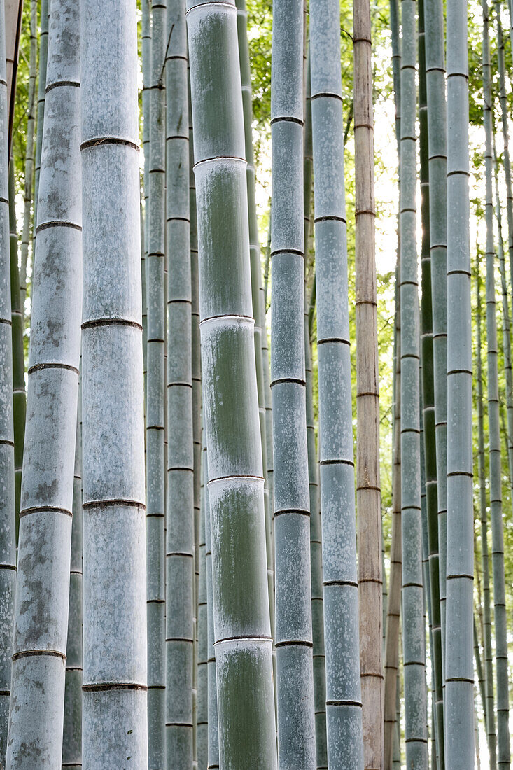 Nahaufnahme von Bambus, Arashiyama Bambushain, Kyoto, Japan, Asien