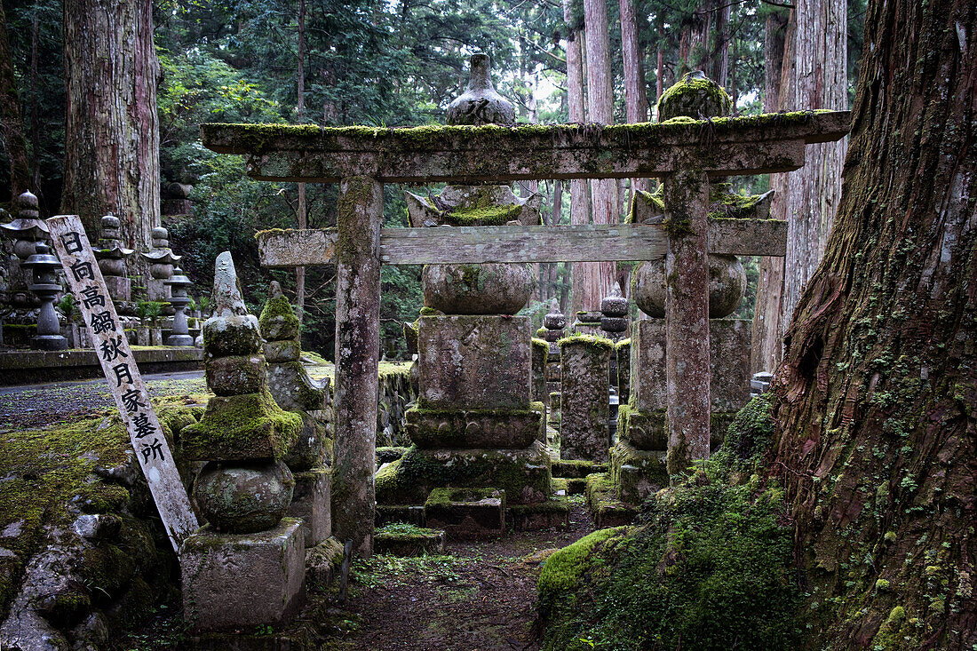 Blick auf ein torii mit Moos im Friedhof Okunoin, Okuno-in, Koyasan, Koya, Ito District, Wakayama, Japan