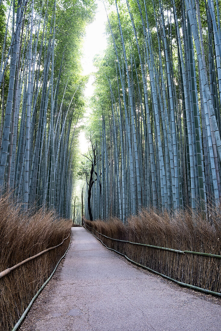 Arashiyama Bambushain, Kyoto, Japan, Asien