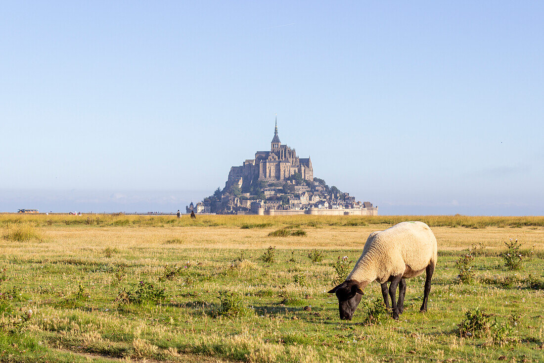 Schaf auf Weide vor Mont Saint-Michel, Département Manche, Normandie, Frankreich