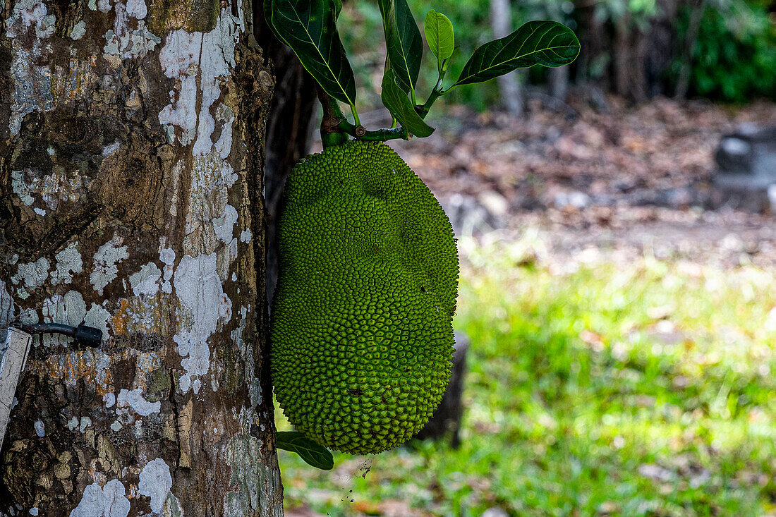 Fauna and flora in Trinity Forest Reserve near Cairns Australia