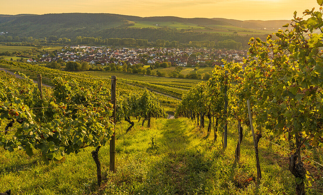 Vineyards near Thüngersheim am Main in the evening light, Main-Spessart district, Lower Franconia, Bavaria, Germany