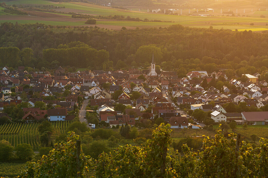 Blick von den Weinbergen auf Thüngersheim am Main im Abendlicht, Landkreis Main-Spessart, Unterfranken, Bayern, Deutschland