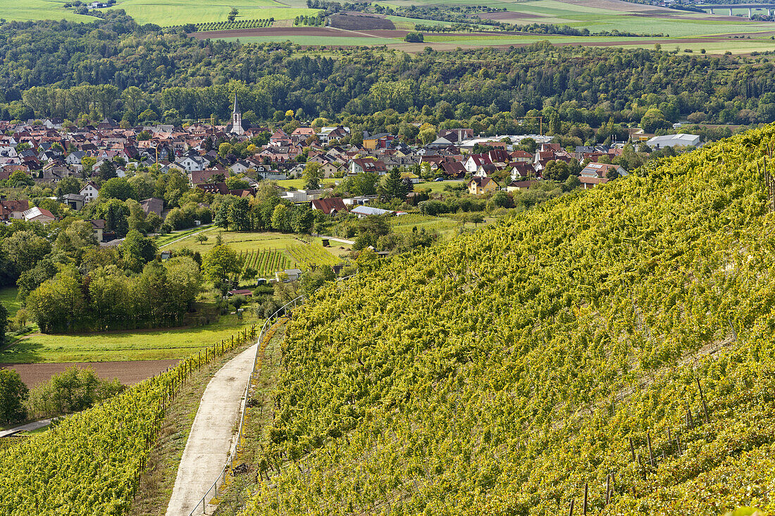 Blick von den Weinbergen auf Thüngersheim am Main, Landkreis Main-Spessart, Unterfranken, Bayern, Deutschland                            