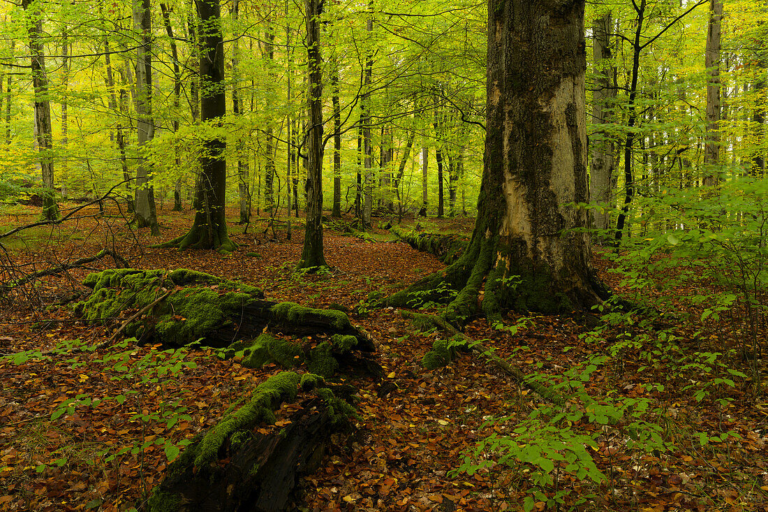 Naturwaldreservat Waldhaus im Handthalgrund, bei Ebrach, Naturpark Steigerwald, Landkreis Bamberg, Oberfranken, Franken, Bayern, Deutschland