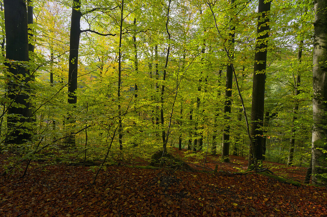 Naturwaldreservat Waldhaus im Handthalgrund, bei Ebrach, Naturpark Steigerwald, Landkreis Bamberg, Oberfranken, Franken, Bayern, Deutschland