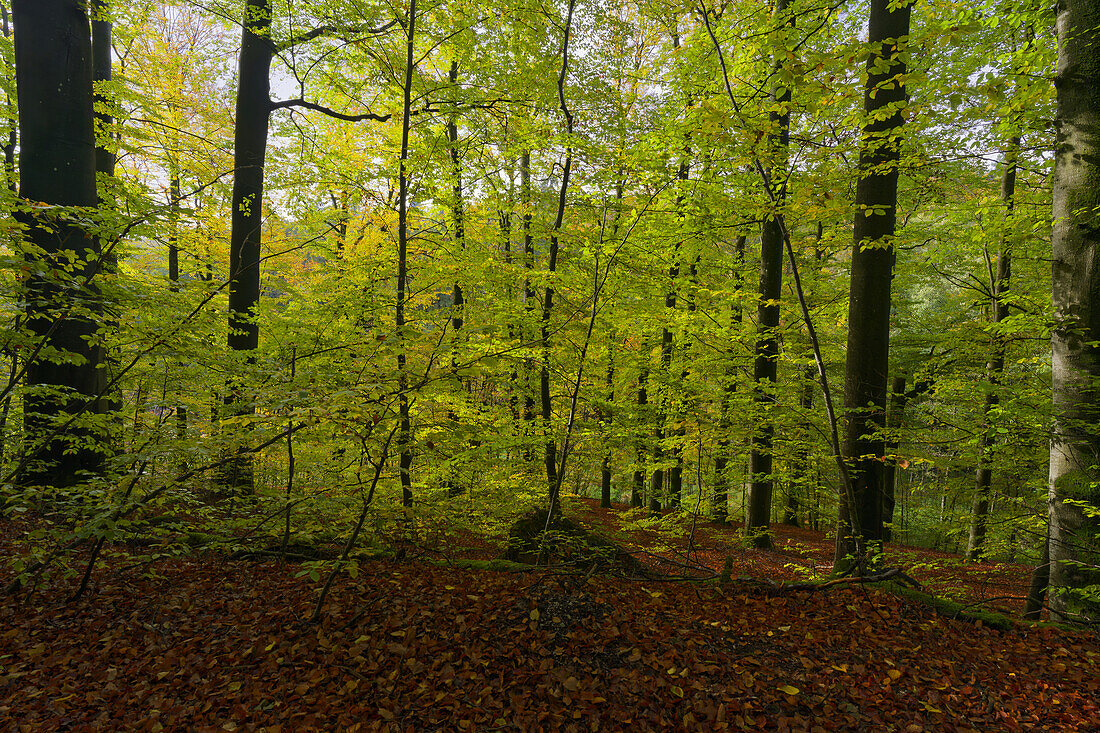 Waldhaus nature reserve with wet area in the Handthalgrund near Ebrach in the Steigerwald Nature Park, Markt Ebrach, Bamberg district, Upper Franconia, Franconia, Bavaria, Germany