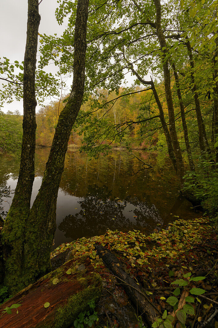 Naturwaldreservat Waldhaus mit Feuchtbereich im Handthalgrund, bei Ebrach, Naturpark Steigerwald, Landkreis Bamberg, Oberfranken, Franken, Bayern, Deutschland