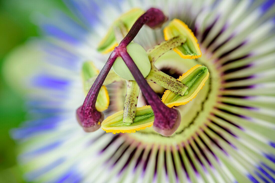 Blütenkelch einer Passionsblume, Passiflora Caerulea, Gartengewächs, Bad Feilnbach, Bayern, Deutschland