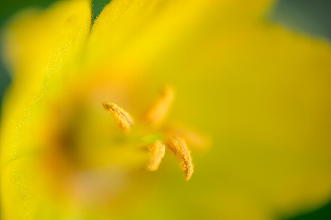 Yellow stamens, common loosestrife, Lysimacchia vulgaris, Kitzbühel Alps, Tyrol, Austria