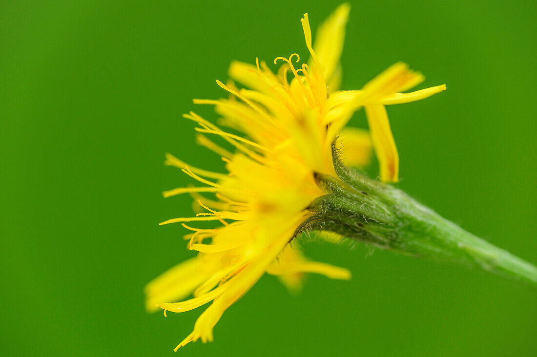 Gelbe Blüte mit Staubgefäßen, Niedriges Habichtskraut, Hieracium humile, Kitzbüheler Alpen, Tirol, Österreich