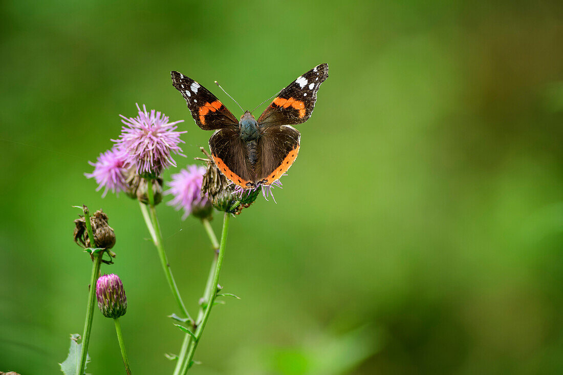 Butterfly Admiral sits on thistle, Vanessa atalanta, Tiefental, Blaubeuren, Swabian Alb, Baden-Württemberg, Germany