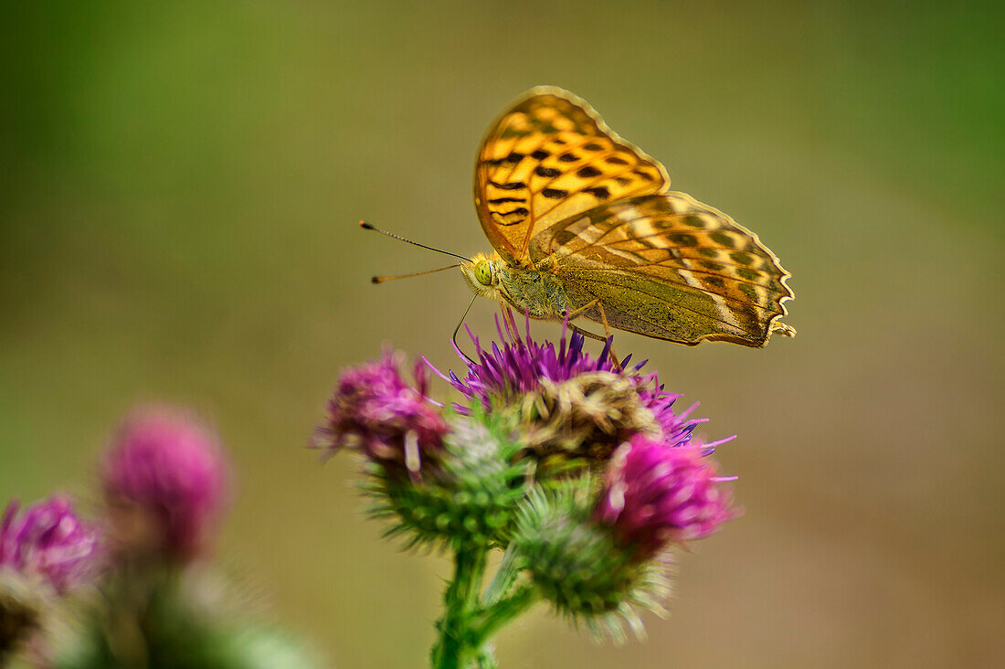 Butterfly Kaisermantel sits on thistle, Argynnis paphia, Tiefental, Blaubeuren, Swabian Alb, Baden-Württemberg, Germany