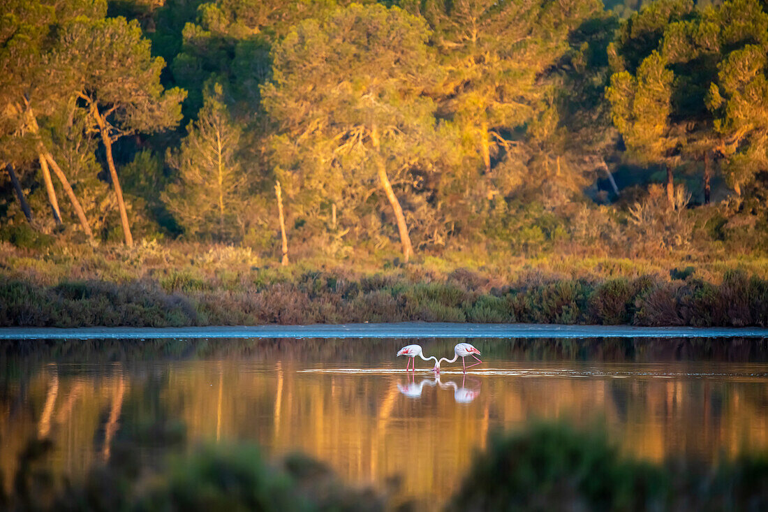  Flamingos in the Salinas d&#39;es Trenc, Mallorca, Balearic Islands, Spain 