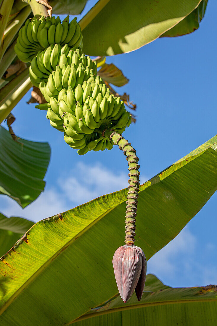 Bananenstaude, La Digue, Seychellen
