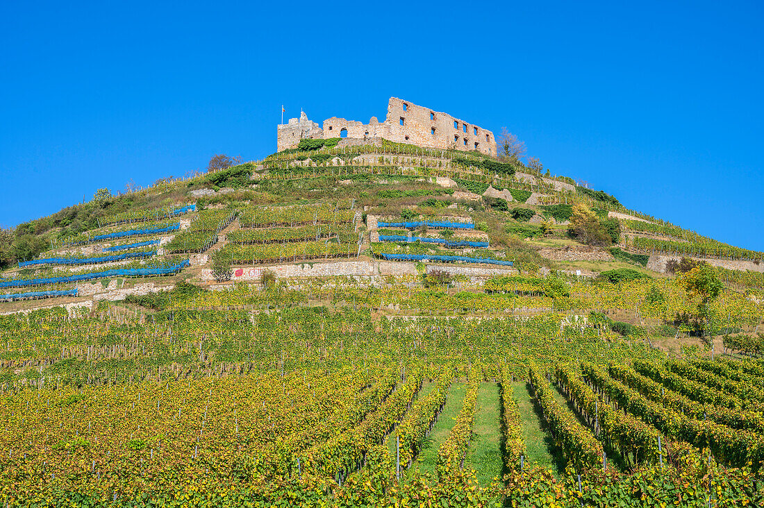Weinstöcke vor Burg Staufen, Staufen im Breisgau, Markgräfler Land, Schwarzwald, Baden-Württemberg, Deutschland