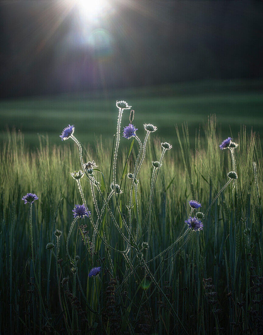 Kornblumen im Sommer bei Sonnenlicht in einem Feld