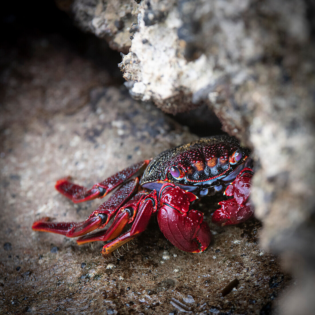  Crab, Fuerteventura, Spain 