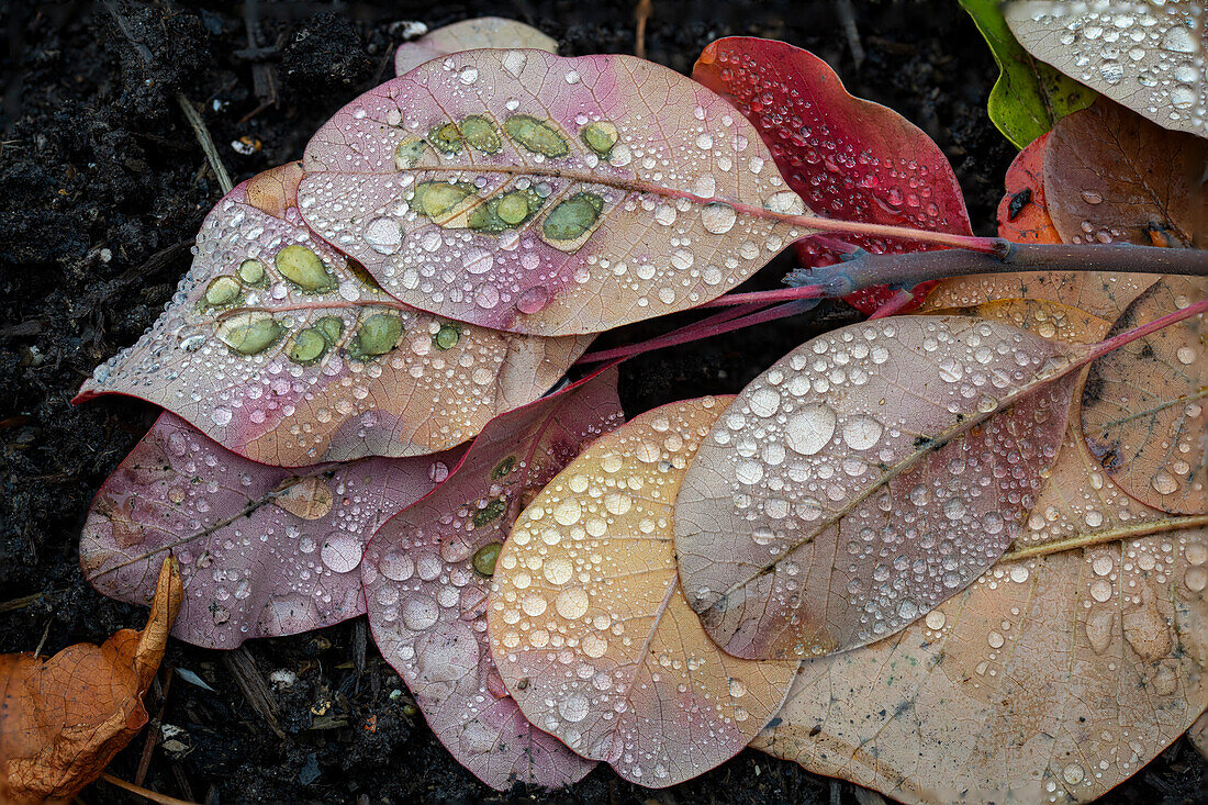  Leaves with raindrops, Zug, Switzerland 