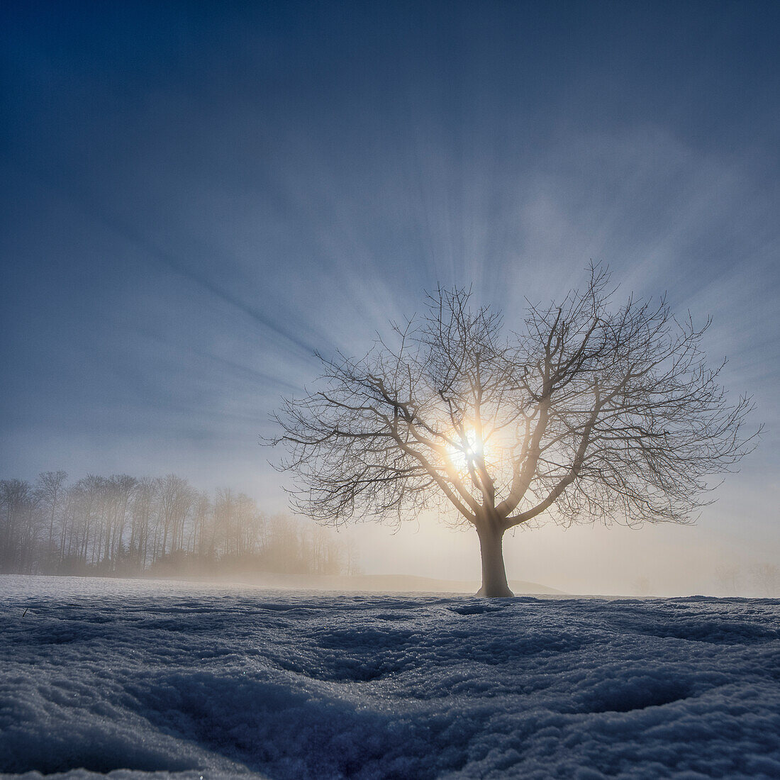 Einzelner Baum im Sonnenschein im Winter, Morgenstimmung, Kanton Zug, Schweiz