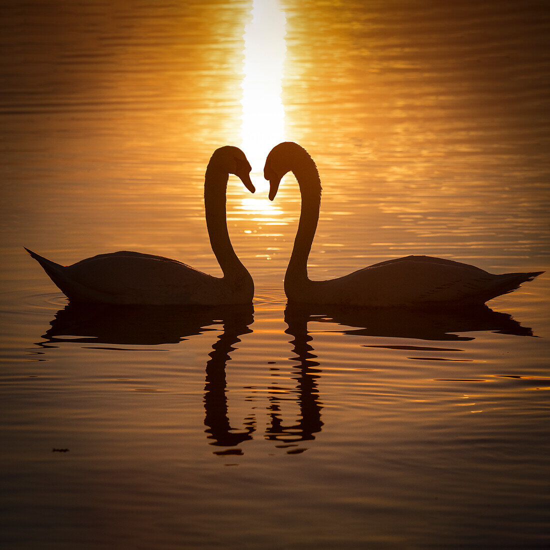  Swans on Lake Zug, Zug, Switzerland 