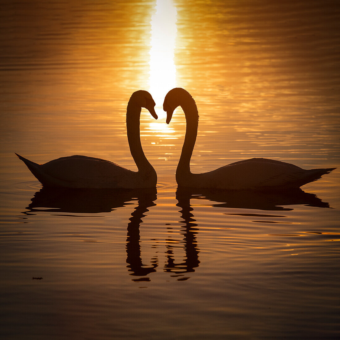 Schwäne auf dem Zugersee, Kanton Zug, Schweiz