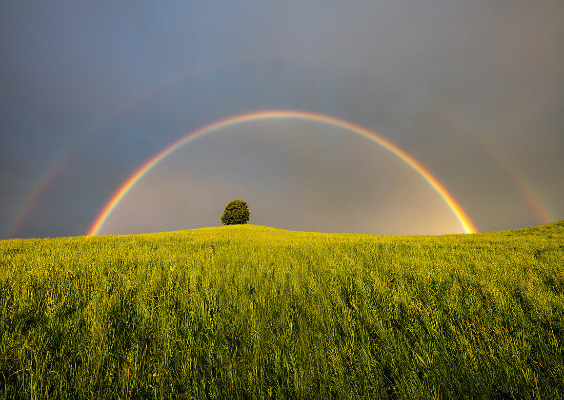 Doppelter Regenbogen mit Baum in der Mitte auf einer Wiese