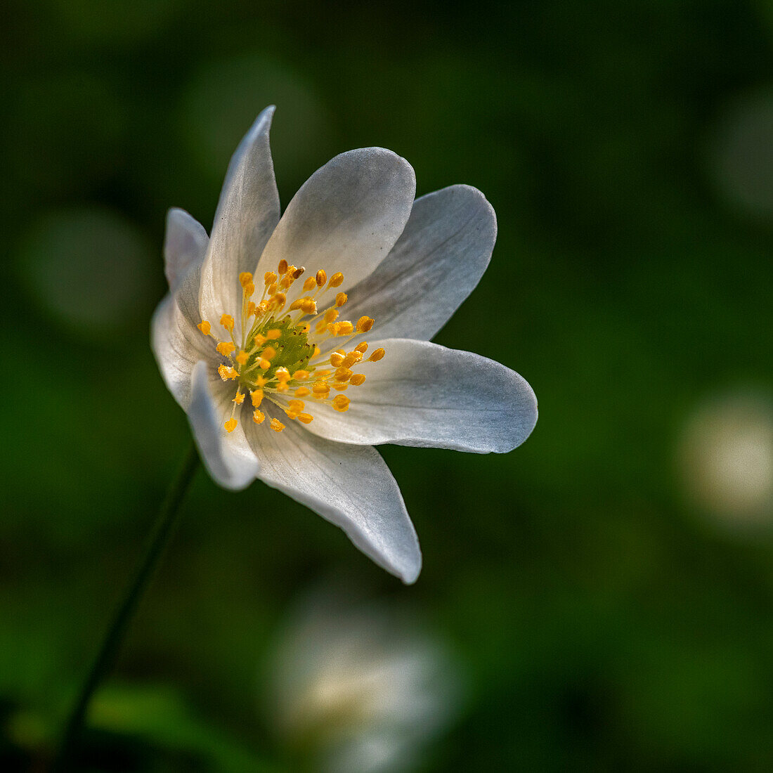 Buschwindröschen Anemone nemorosa, Schweiz