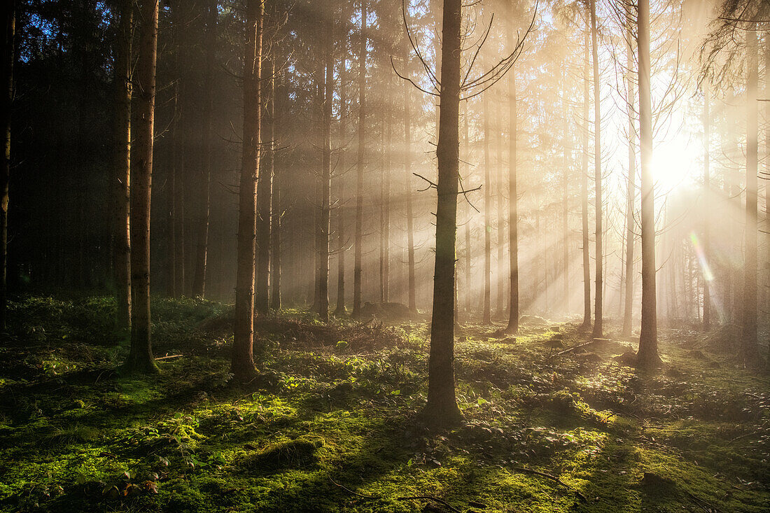  Morning mood with backlight, Baar, Switzerland 