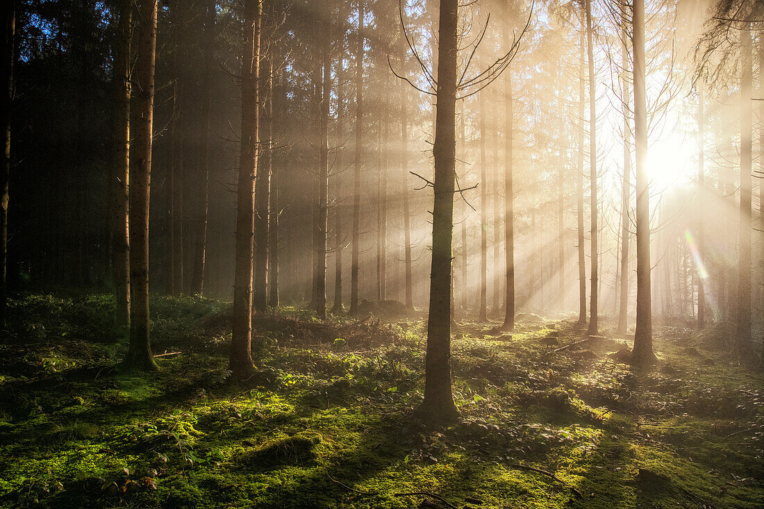 Sonnenstrahlen im Wald, Morgenstimmung mit Gegenlicht im Herbst, Baar, Schweiz