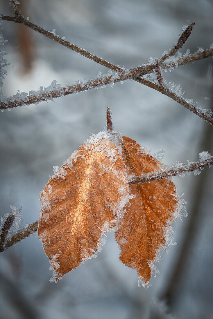  Icy beech leaves, Unterägeri, Zug, Switzerland 