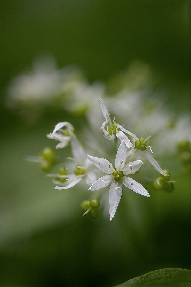 Bärlauchblüte Allium ursinum, Schweiz