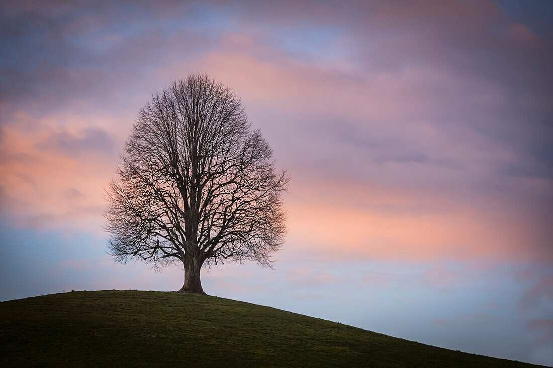  Linden tree, Neuheim, Zug, Switzerland 